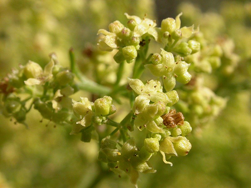 Galium angustifolium