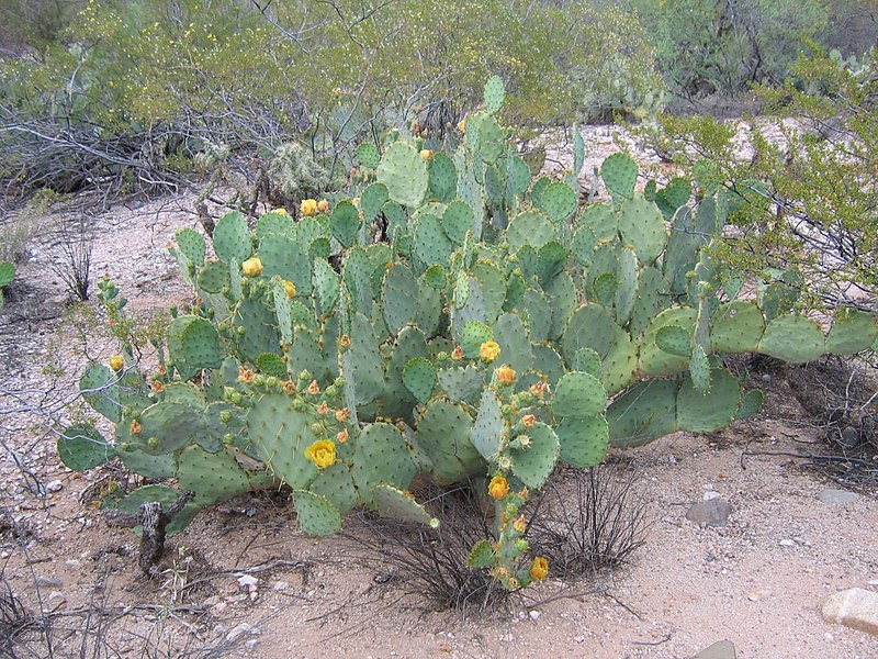 Opuntia lindheimeri other