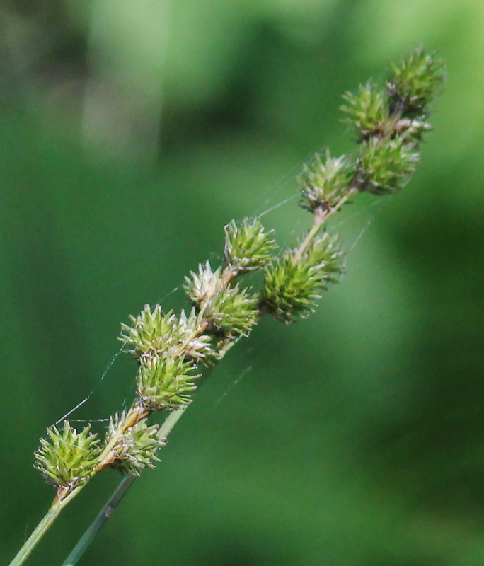 Carex normalis — search result for 'Carex'