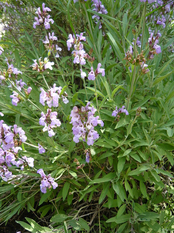 Salvia Lavandulifolia