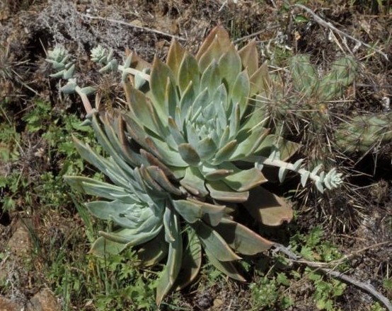 Dudleya traskiae other
