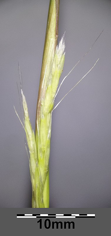 Sporobolus neglectus other