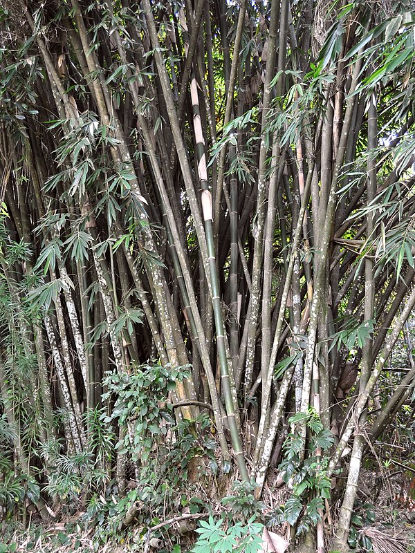 Gigantochloa atter — search result for 'Bamboo'