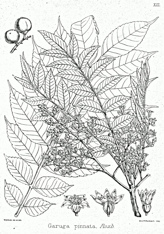 Garuga pinnata — search result for 'Burseraceae'