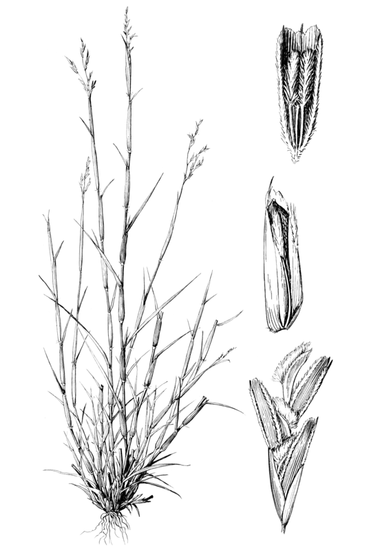 Triplasis purpurea — houseplant care guide