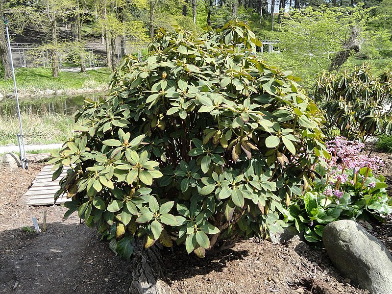 Rhododendron sikangense — houseplant care guide