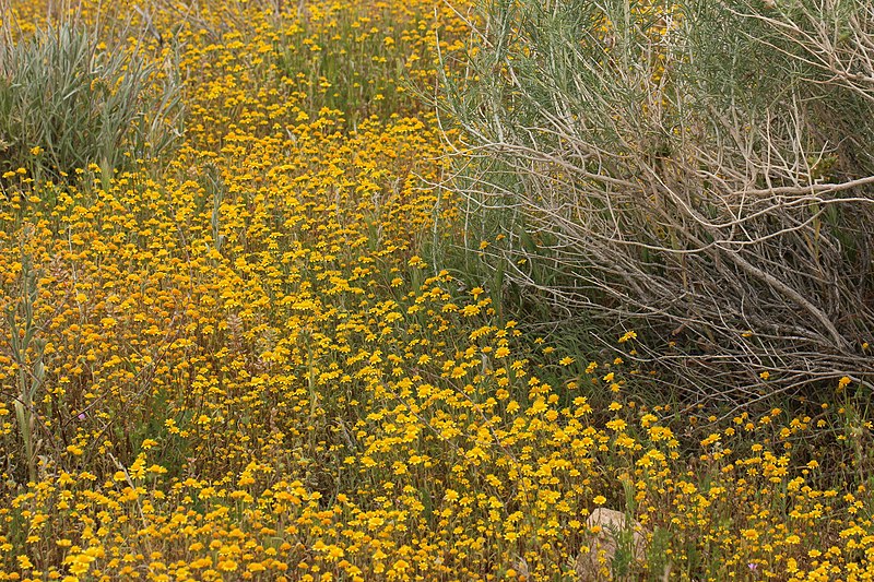 Lasthenia gracilis — houseplant care guide