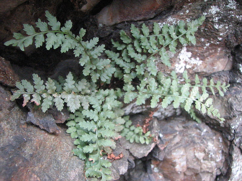 Asplenium bradleyi — search result for 'Asplenium'