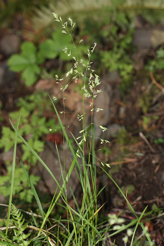 Bromus sitchensis — search result for 'Belgium'