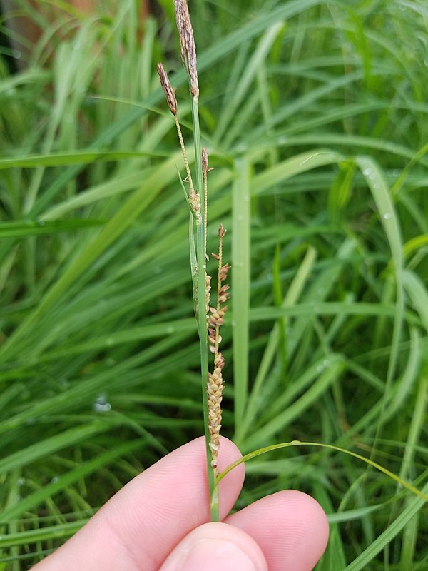 Carex emoryi