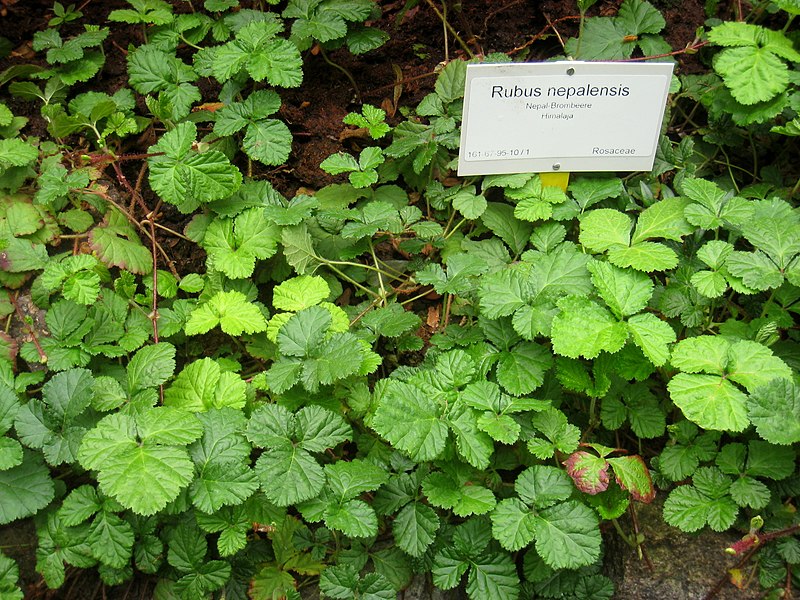 Rubus nepalensis — houseplant care guide