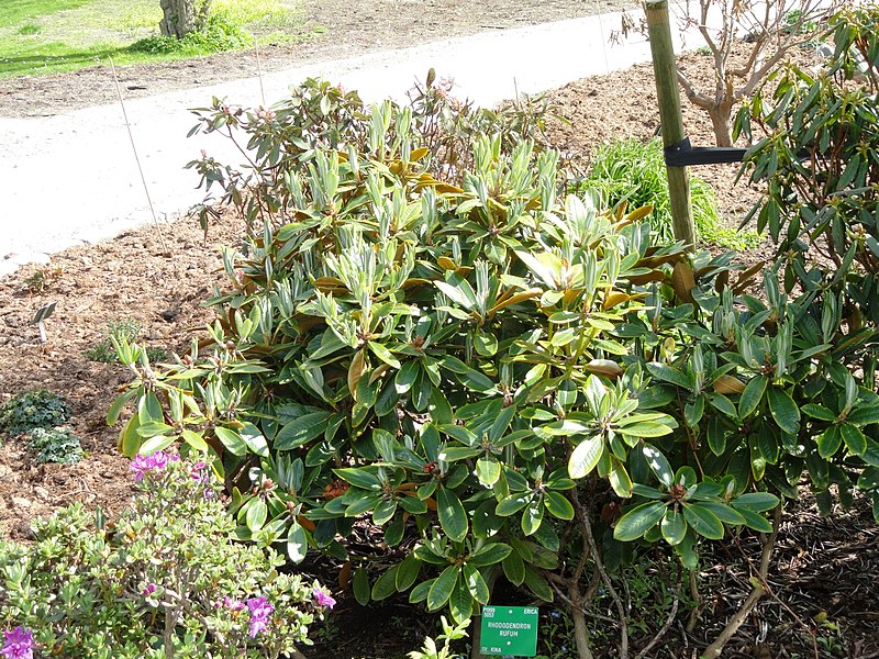 Rhododendron rufum — houseplant care guide