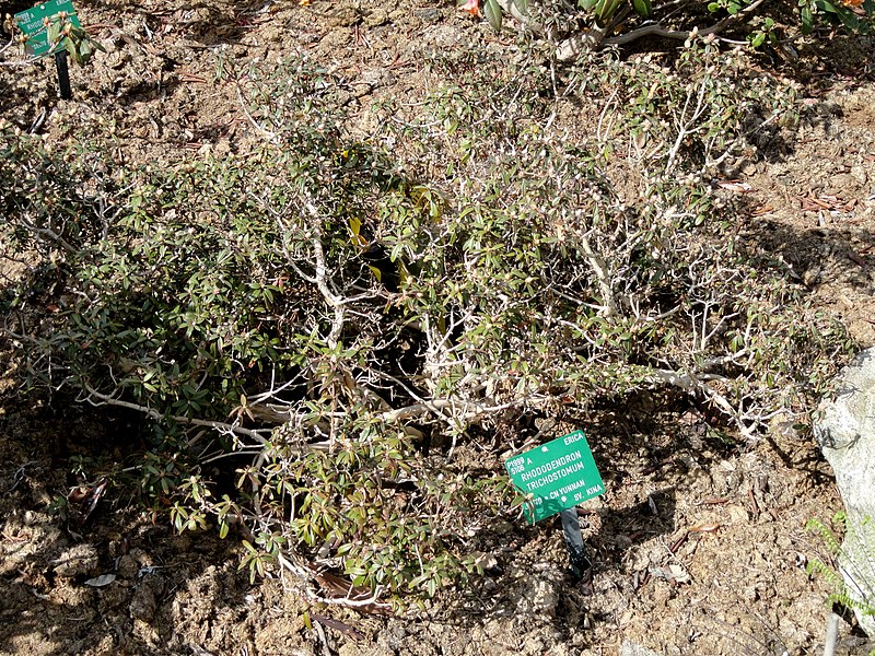 Rhododendron trichostomum — houseplant care guide