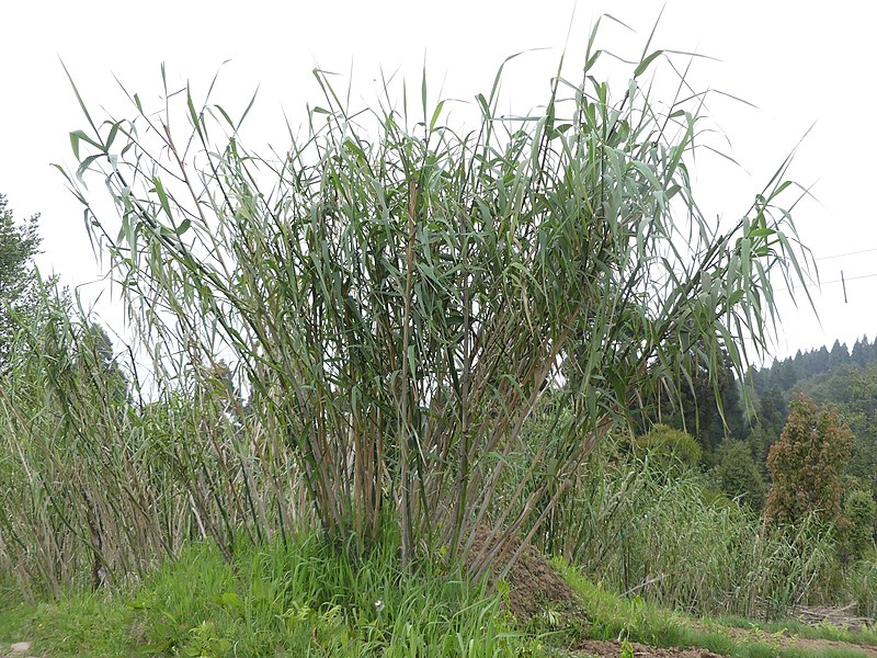 Neyraudia reynaudiana — clay tolerant houseplant