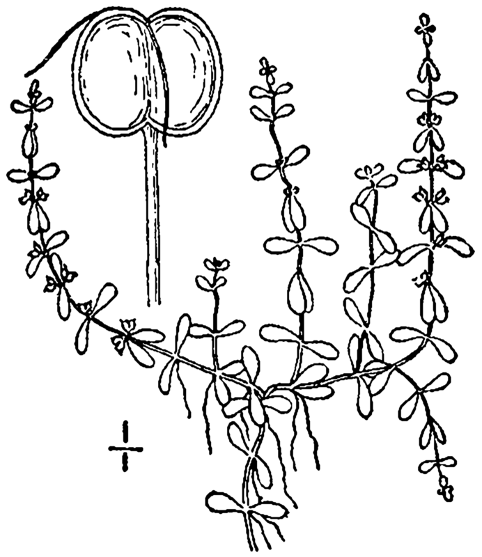Callitriche terrestris other