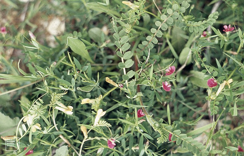 Lathyrus inconspicuus other