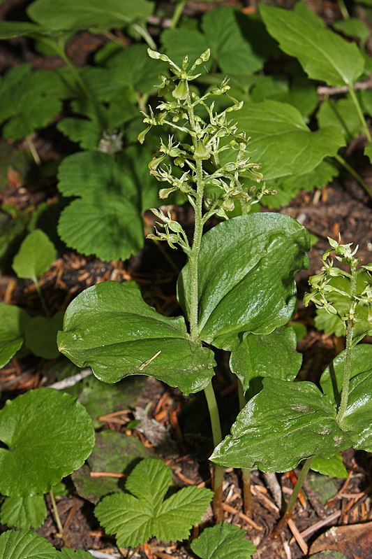 Neottia banksiana — related species from the same genus