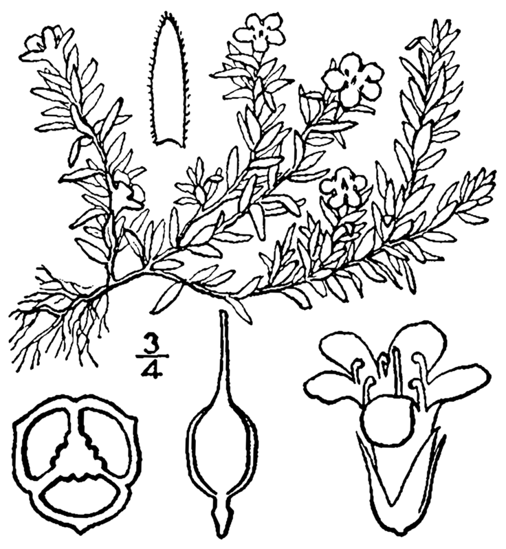 Pyxidanthera barbulata — houseplant care guide