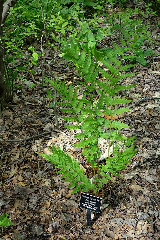 Dryopteris clintoniana — search result for 'Dryopteris'