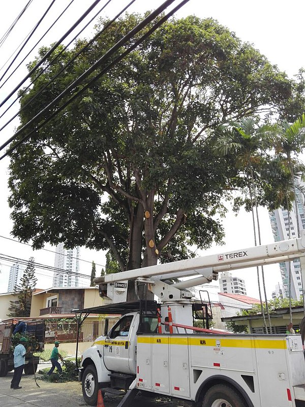 Ormosia cruenta other