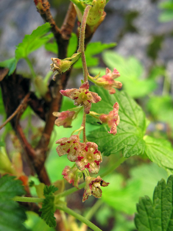Ribes acerifolium