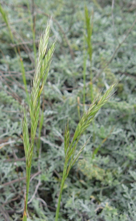 Bromus arizonicus — related species from the same genus