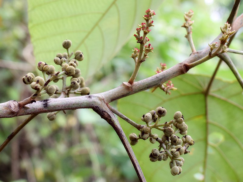 Macaranga denticulata — houseplant care guide