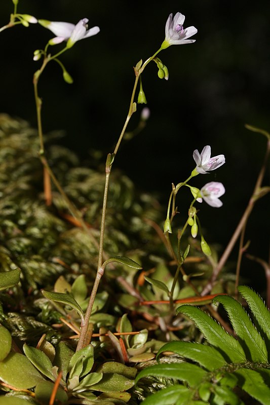 Montia parvifolia — search result for 'Montiaceae'