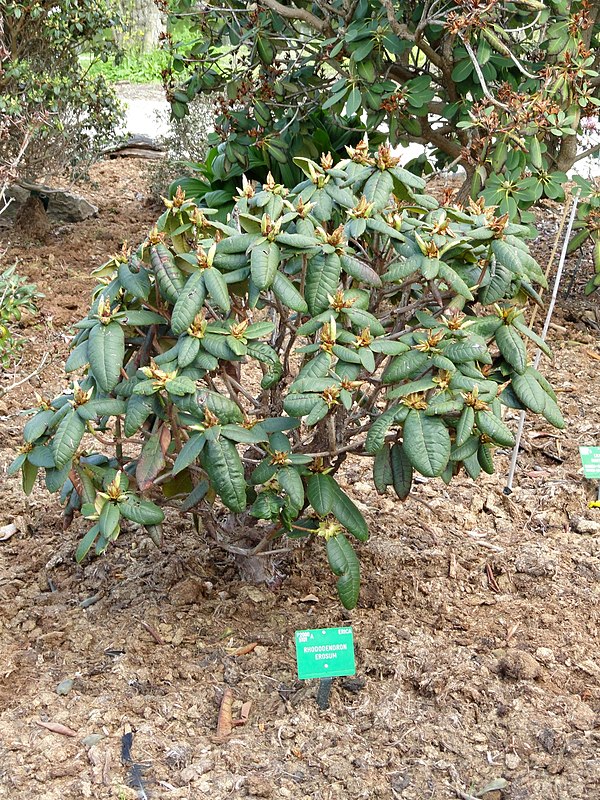 Rhododendron erosum — houseplant care guide