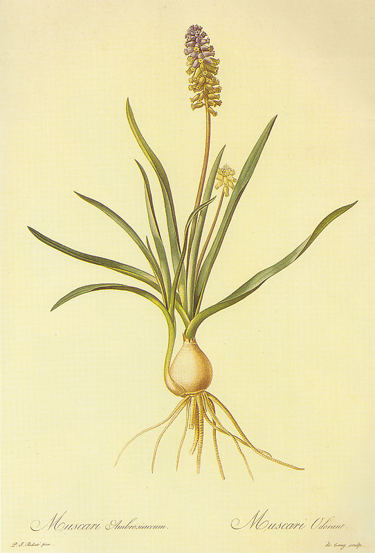 Muscari racemosum