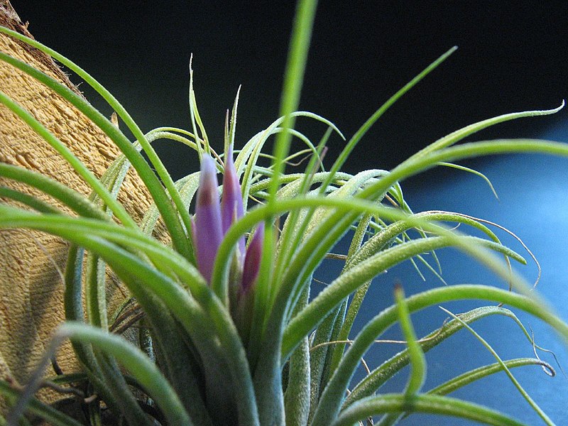 Tillandsia kolbii other