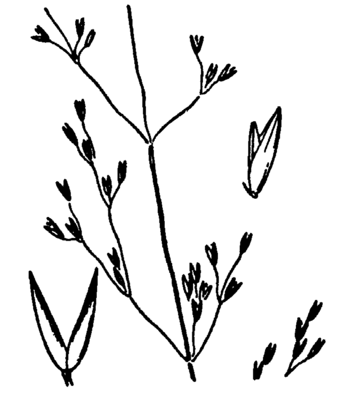 Agrostis humilis — search result for 'Agrostis'