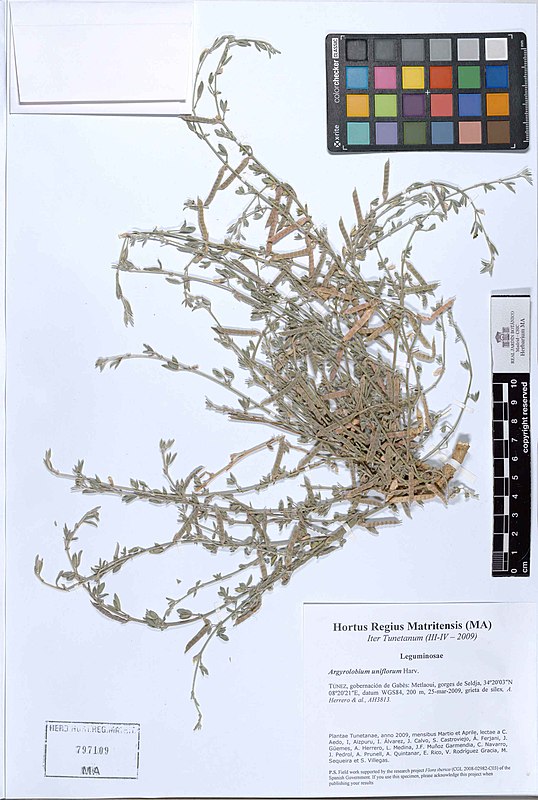 Argyrolobium uniflorum other