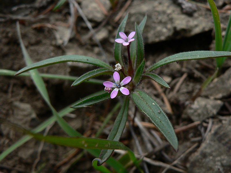 Collomia tinctoria — search result for 'Collomia'