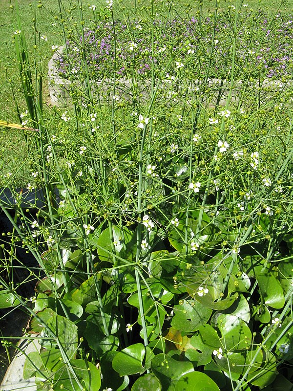 Caldesia parnassifolia