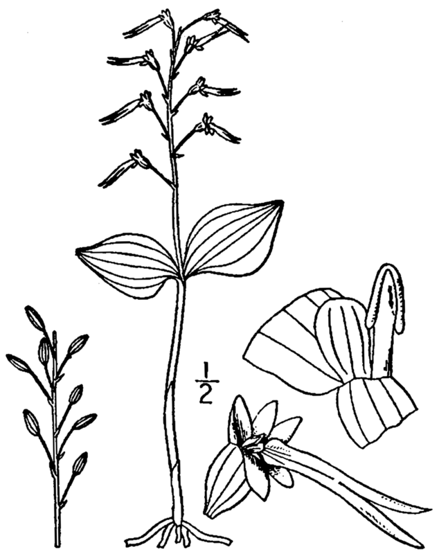 Neottia bifolia — related species from the same genus