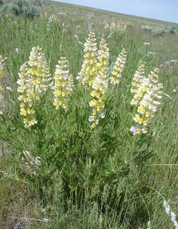 Lupinus arbustus other