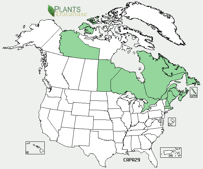 Carex paleacea — houseplant care guide