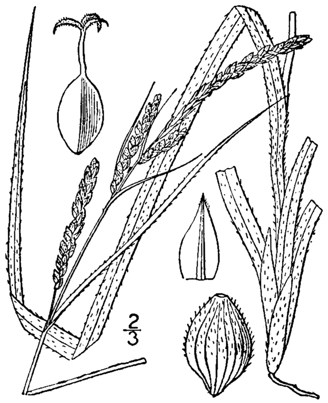Carex virescens — search result for 'Cyperaceae'