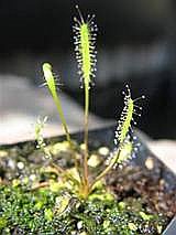 Drosera linearis