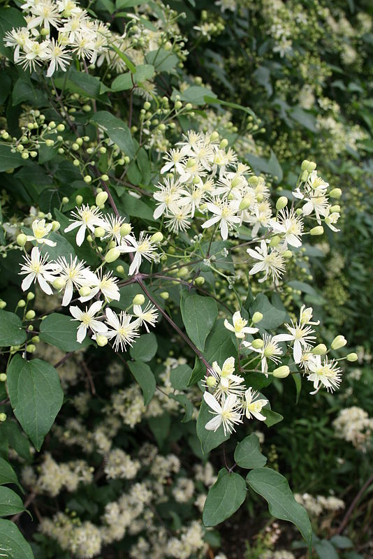 Clematis gouriana — search result for 'Clematis'