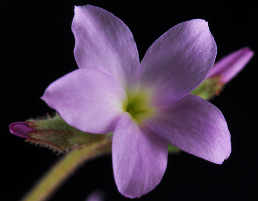 Suksdorfia violacea other
