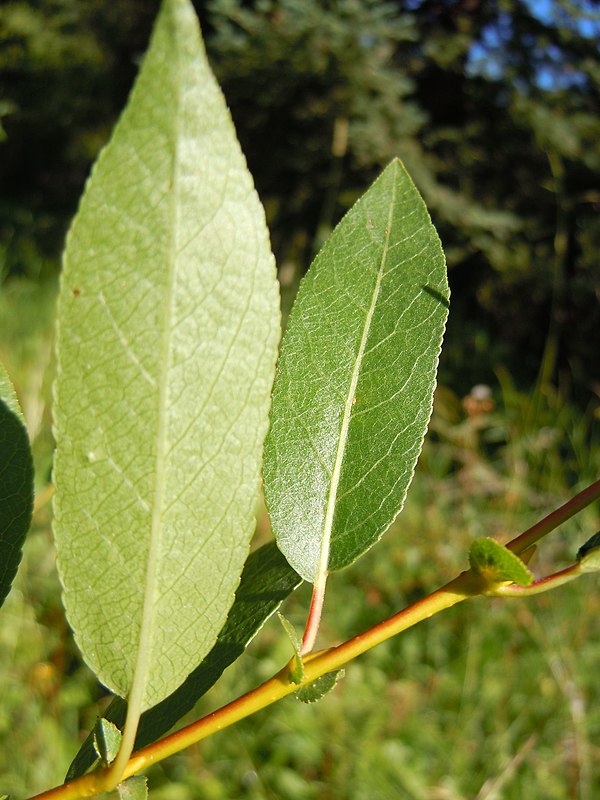 Salix boothii