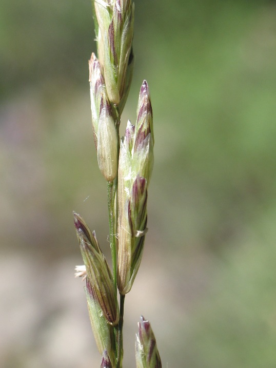 Melica californica — related species from the same genus