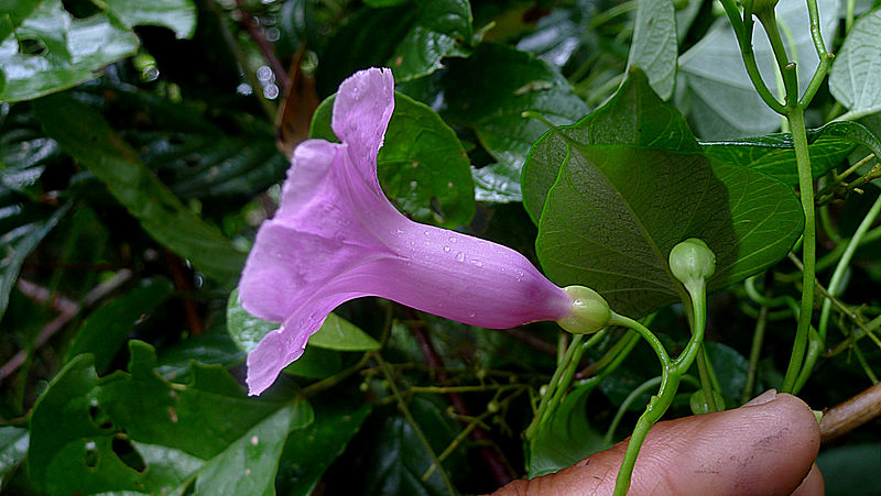Ipomoea batatoides other