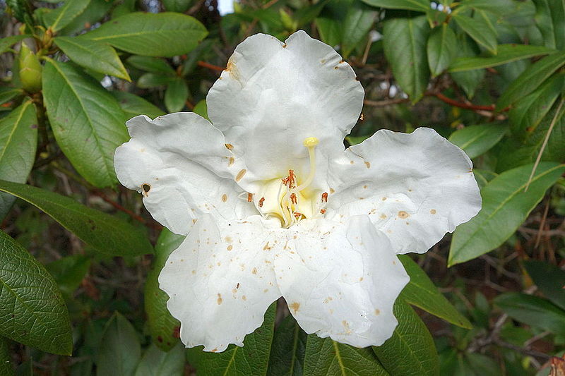 Rhododendron liliiflorum — houseplant care guide