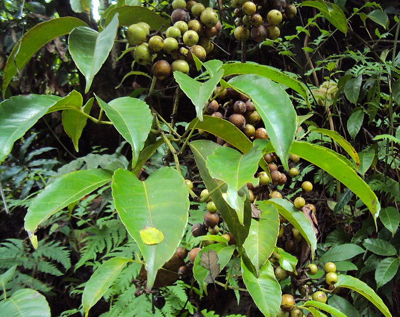 Tetrastigma leucostaphylum