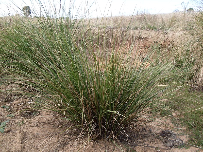 Carex appressa