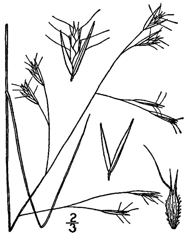 Danthonia compressa — related species from the same genus