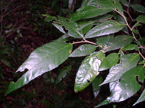 Streblus brunonianus — search result for 'Southern New South Wales'